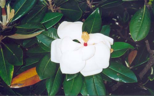 australien12