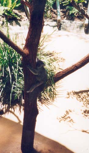 australien28