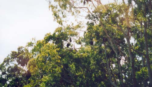 australien65